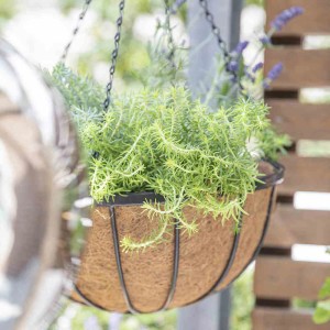 Siena Garden Hängeampel mit Kokoseinsatz, bepflanzt mit grünen Pflanzen und Lavendel.