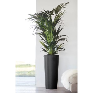 Hoher, dunkler Ecopots Pflanztopf Amsterdam, 70 cm, mit Pflanze. Ideal für Innen- und Außenbereich.