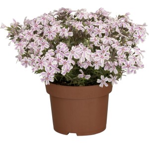 Flammenblume Candy Stripes im Topf, rosa Blüten mit weißem Rand. Phlox subulata von GROW by OBI.