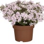 Flammenblume Candy Stripes im Topf, rosa Blüten mit weißem Rand. Phlox subulata von GROW by OBI.