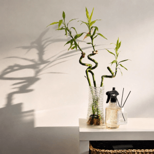 Drei grüne, teils gedrehte Lucky Bamboo Stängel in Glasvase auf weißem Regal. Dracaena Sanderiana Zimmerpflanze, Feng Shui Deko.