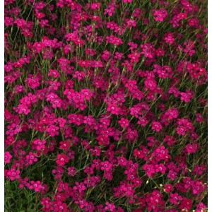 Heidennelke Brilliant - Dianthus deltoides