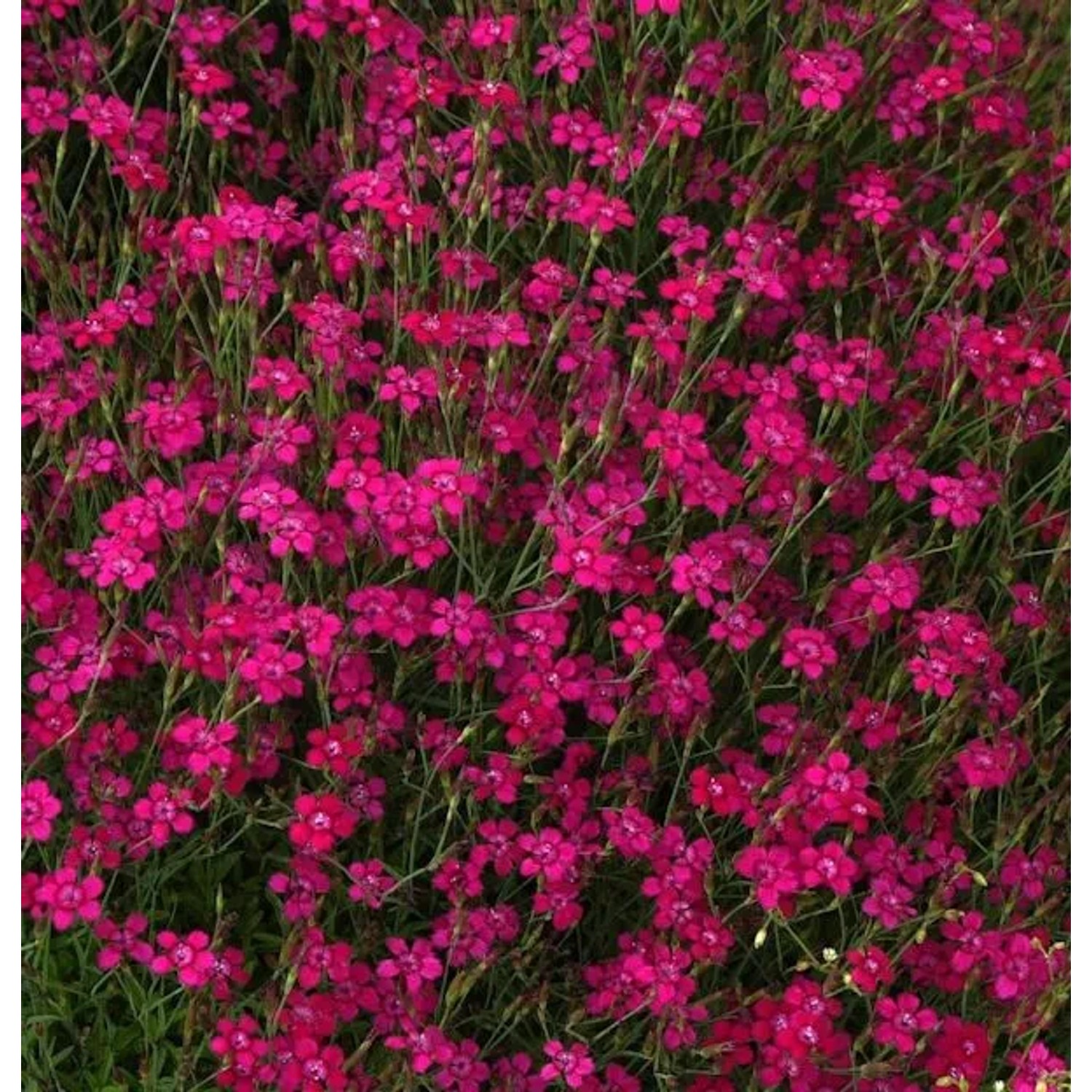 Heidennelke Brilliant - Dianthus deltoides