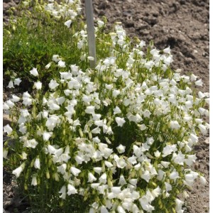 Weiße Zwergglockenblume (Campanula cochleariifolia Alba) im Gartenbeet.