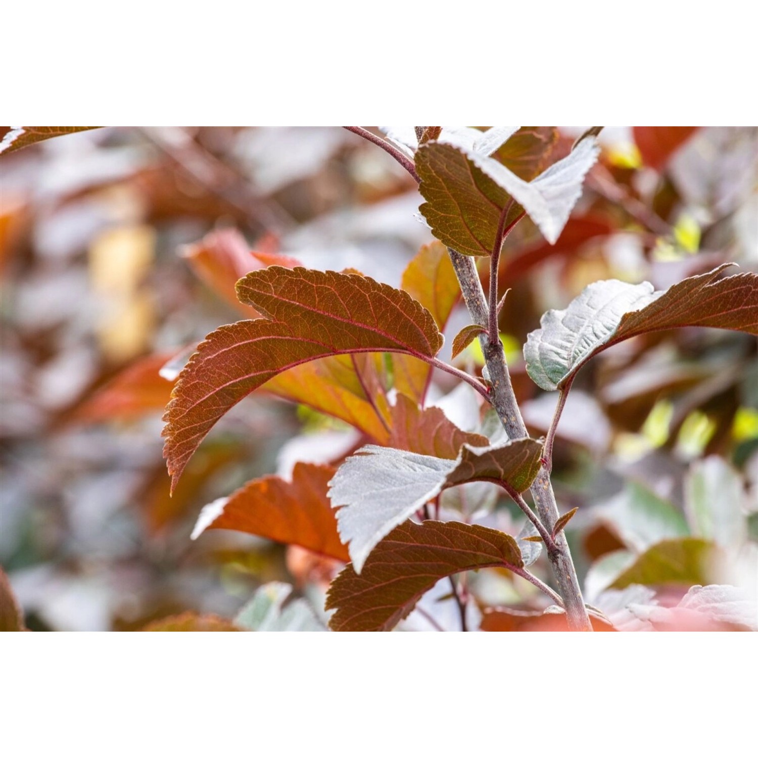 Malus Scarlett Zierapfel Rotblühend 80–100 cm günstig online kaufen