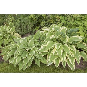 Funkie Hosta Sieboldii 'Bianca' mit grün-weiß panaschierten Blättern im Beet.
