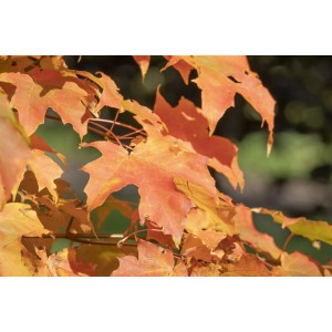 Herbstliche Blätter des Acer Orientalia Zierahorns mit orangeroter Färbung.