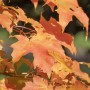 Herbstliche Blätter des Acer Orientalia Zierahorns mit orangeroter Färbung.