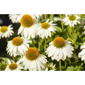 Nahaufnahme von weißen Sonnenhut (Echinacea) Blüten mit gelber Mitte im Topf.