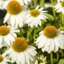Nahaufnahme von weißen Sonnenhut (Echinacea) Blüten mit gelber Mitte im Topf.