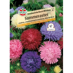 Samenpackung Sommeraster Amerikanische Busch-Mischung mit bunten Asternblüten.