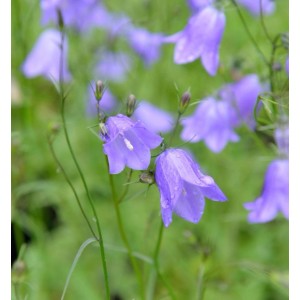 Lila-blaue Rundblättrige Glockenblume Olympica, Campanula rotundifolia, mit Wassertropfen. Blühende Staude.
