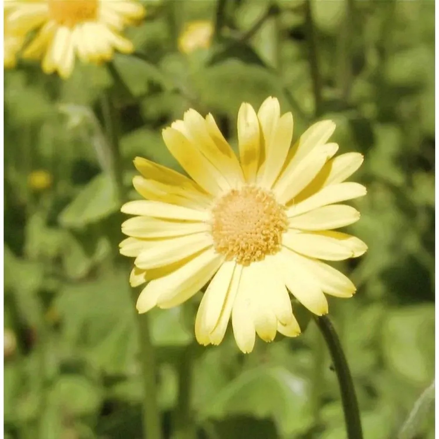 Strauß Gämswurz - Doronicum pardalianches
