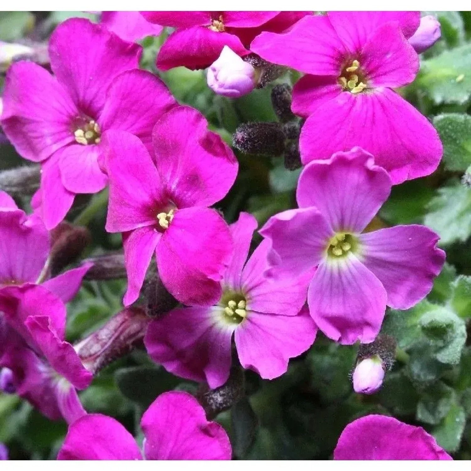 Blaukissen Red Carpet - Aubrieta cultorum