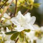 Nahaufnahme einer weißen Rhododendron Obtusum Luzi Azalee Blüte. Strauch für Garten und Beet.