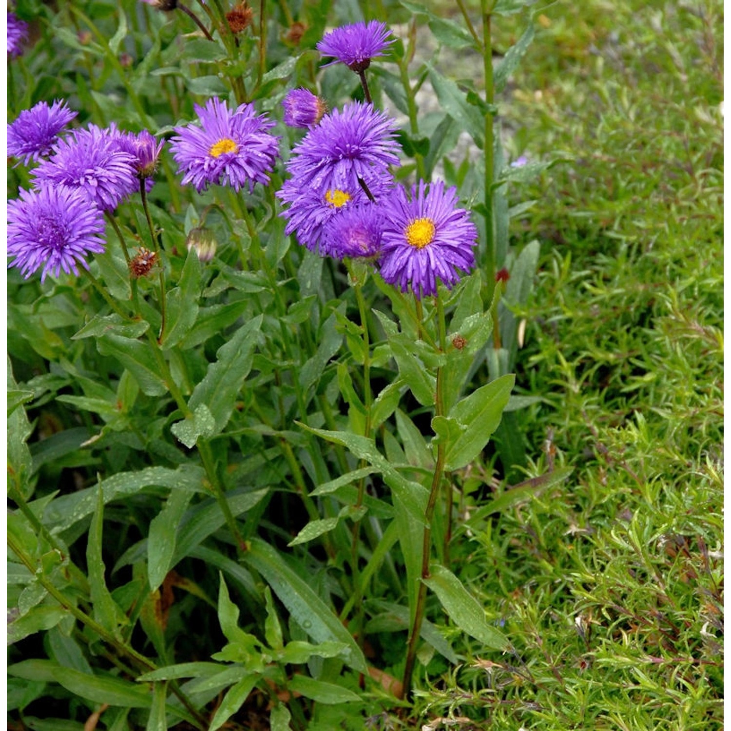 Alpenaster Dunkle Schöne - Aster alpinus günstig online kaufen