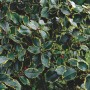 Buntlaubige Stechpalme Ilex Aquifolium Rubricaulis Aurea (100–125 cm) mit grün-gelben Blättern.