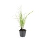 Exotenherz Reitgras 'Karl Foerster' im 9cm Topf, Ziergras für den Garten.
