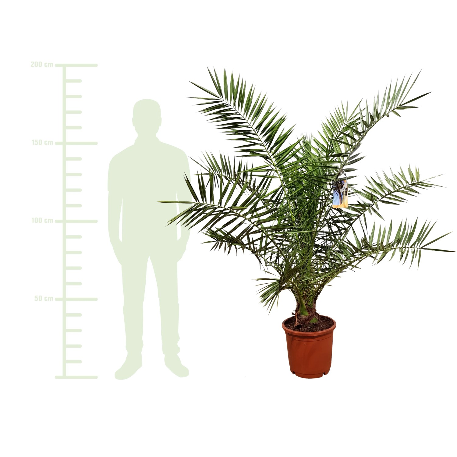 Große Kanarische Dattelpalme (ca. 180-200 cm) im braunen Topf. Kübelpflanze für Balkon und Terrasse.