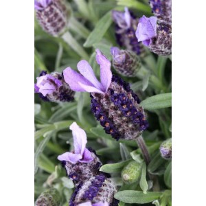 Nahaufnahme von blühendem Schopflavendel (Lavandula Stoechas) im 9x9 cm Topf.