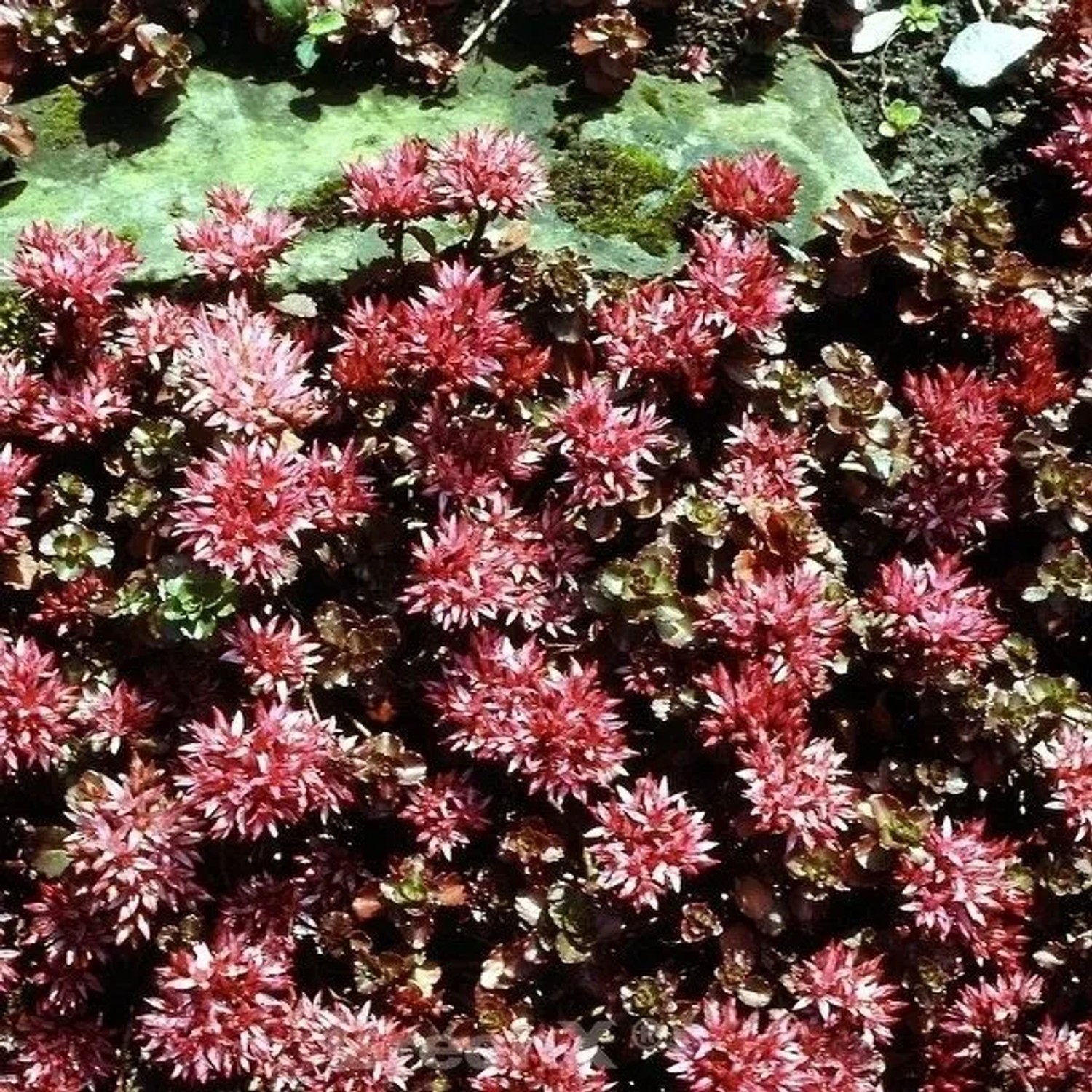 Kaukasus Asienfetthenne Schorbuser Blut - Sedum spurium