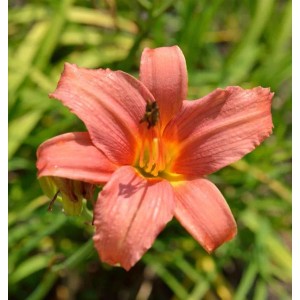 Nahaufnahme einer rosa Taglilie (Hemerocallis) mit gelber Mitte, Staudenblüte.