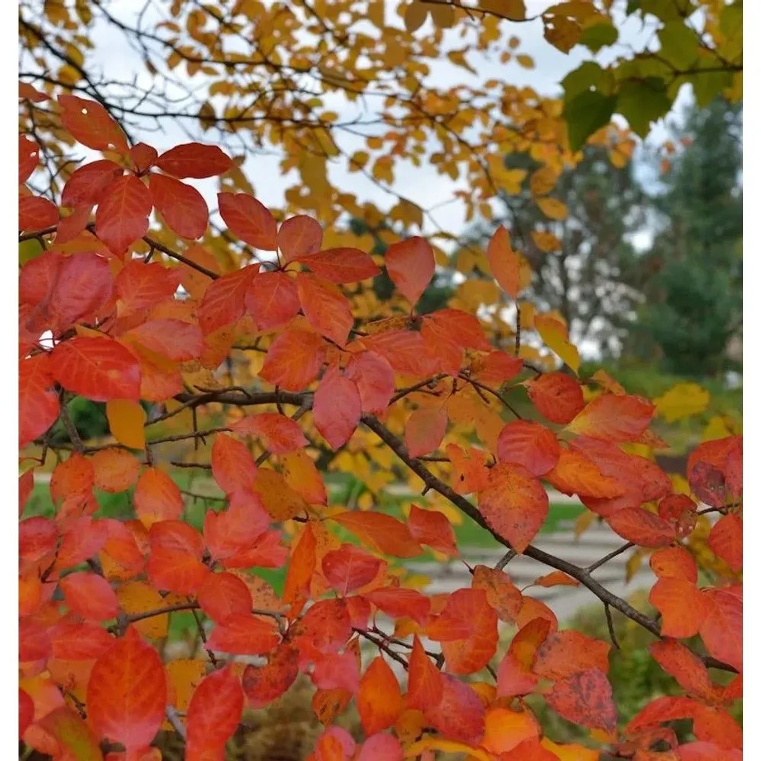 Wald Tupelobaum 100-125cm - Nyssa sylvatica