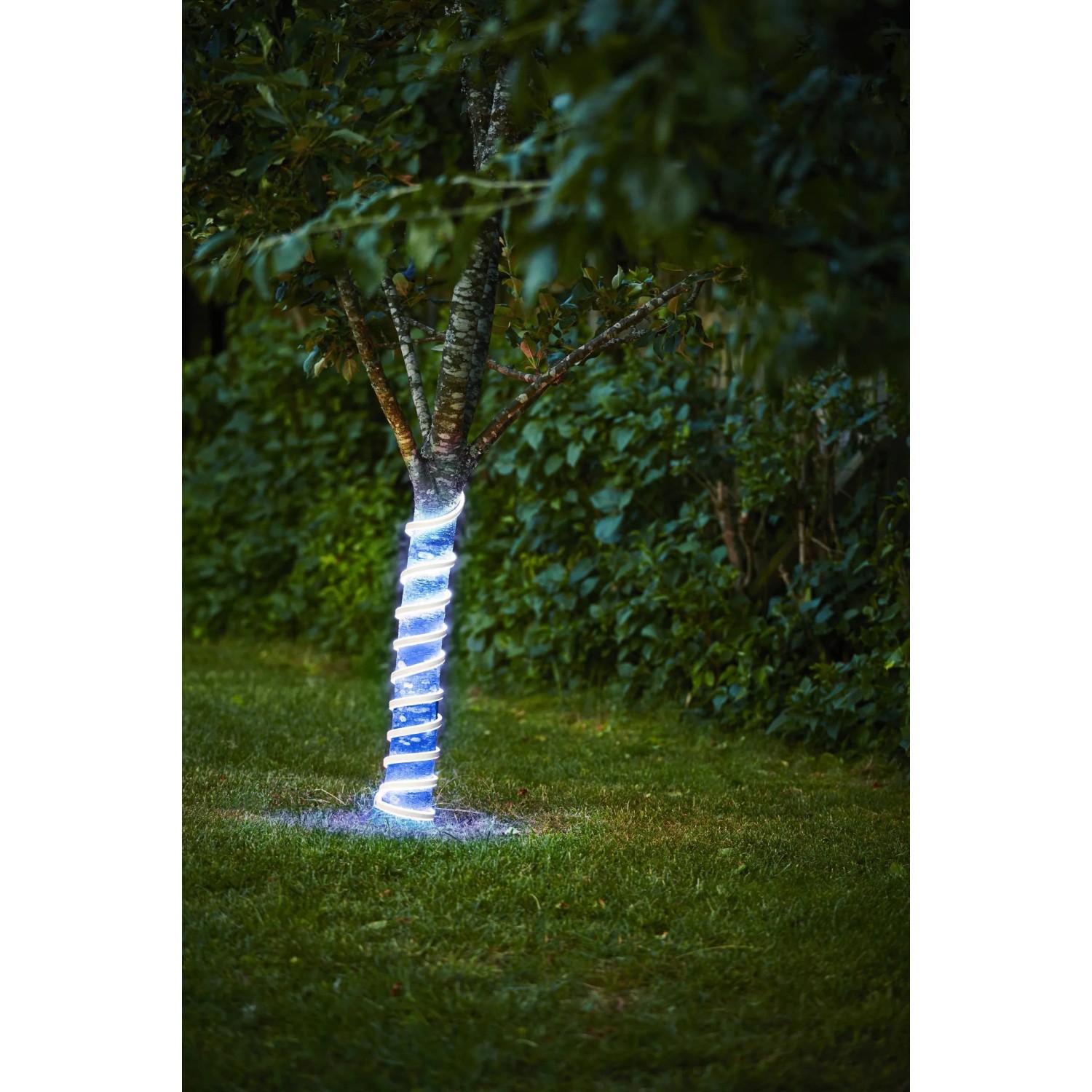 Blaues Eglo LED-Leuchtband Flatneonled (500 cm) um einen Baum gewickelt im Garten.