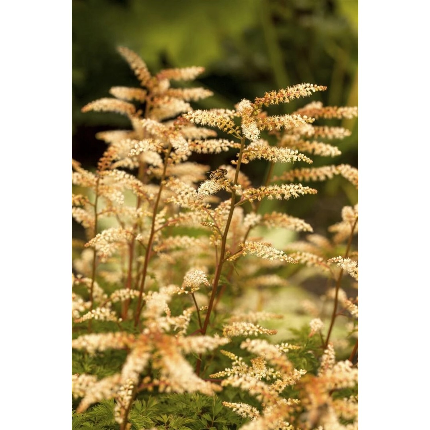 Aruncus Aethusifolius Zwerg Geißbart Ca. 9x9 cm Topf günstig online kaufen