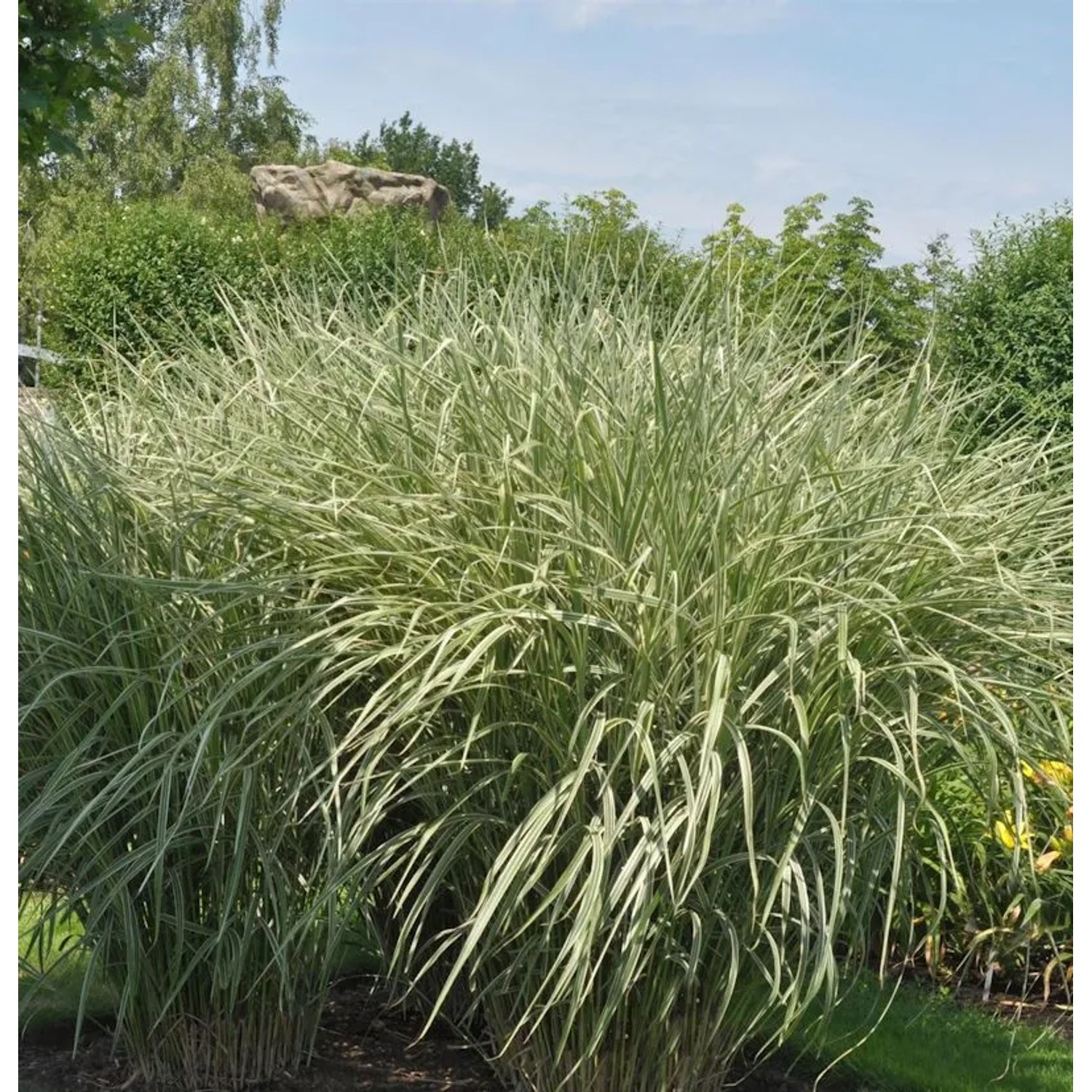 Chinaschilf Rigoletto - XXXL Topf - Miscanthus sinensis