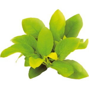 Dennerle Aquariumpflanze Anubias barteri var. Nana Gold mit hellgrünen Blättern.