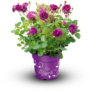 Beetrose Minerva Violett im Topf (6 l) mit gefüllten, violetten Blüten und grünen Blättern.
