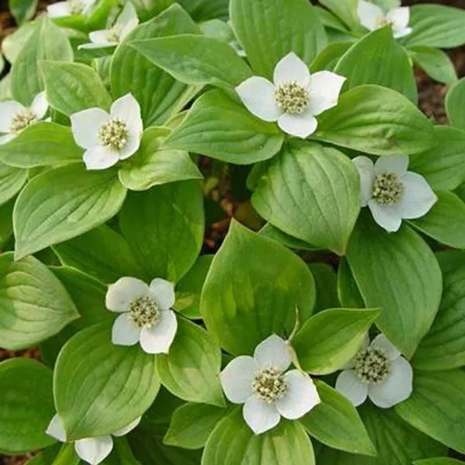 Hartriegel 'Sibirica' Cornus alba 60 bis 80 cm im Container Rote Wintertriebe