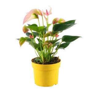 Anthurie Matata Rosa Mini im gelben Topf, ca. 6 cm Topf-Ø. Flamingoblume mit rosa Blüte.