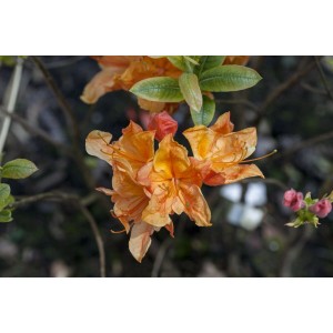 Rhododendron Austrinum mit gelb-orangen Blüten, ca. 30–40 cm hoch.
