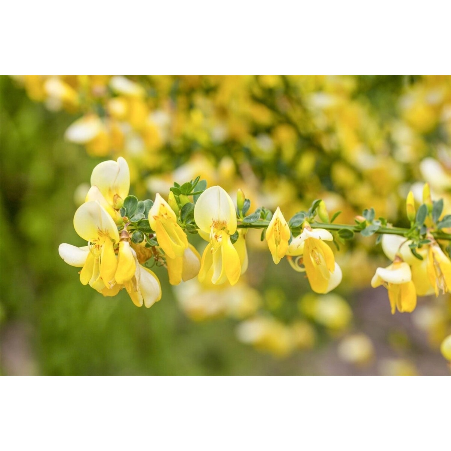 Cytisus Kewensis Niki Besenginster Cremeweiß 20–30 cm günstig online kaufen