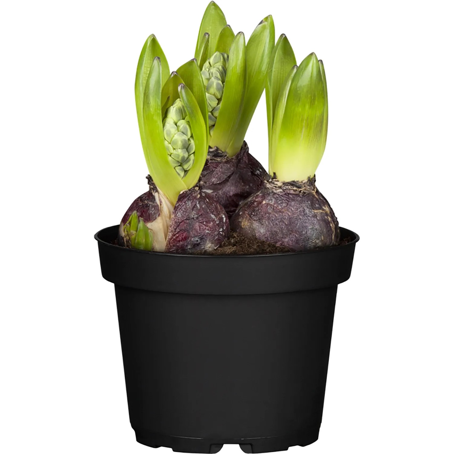 GROW by OBI Hyacinthus orientalis 3 Zwiebeln Topf 12 cm kaufen bei OBI