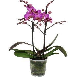 Schmetterlingsorchidee Phalaenopsis mit pink-gestreiften Blüten im Topf, Höhe 35-50 cm.