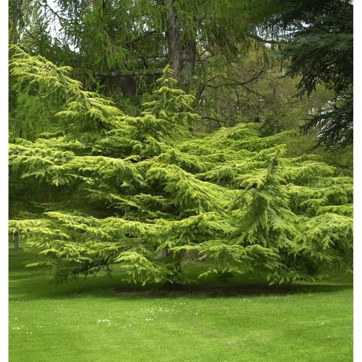 Goldene Atlaszeder 30-40cm - Cedrus atlantica