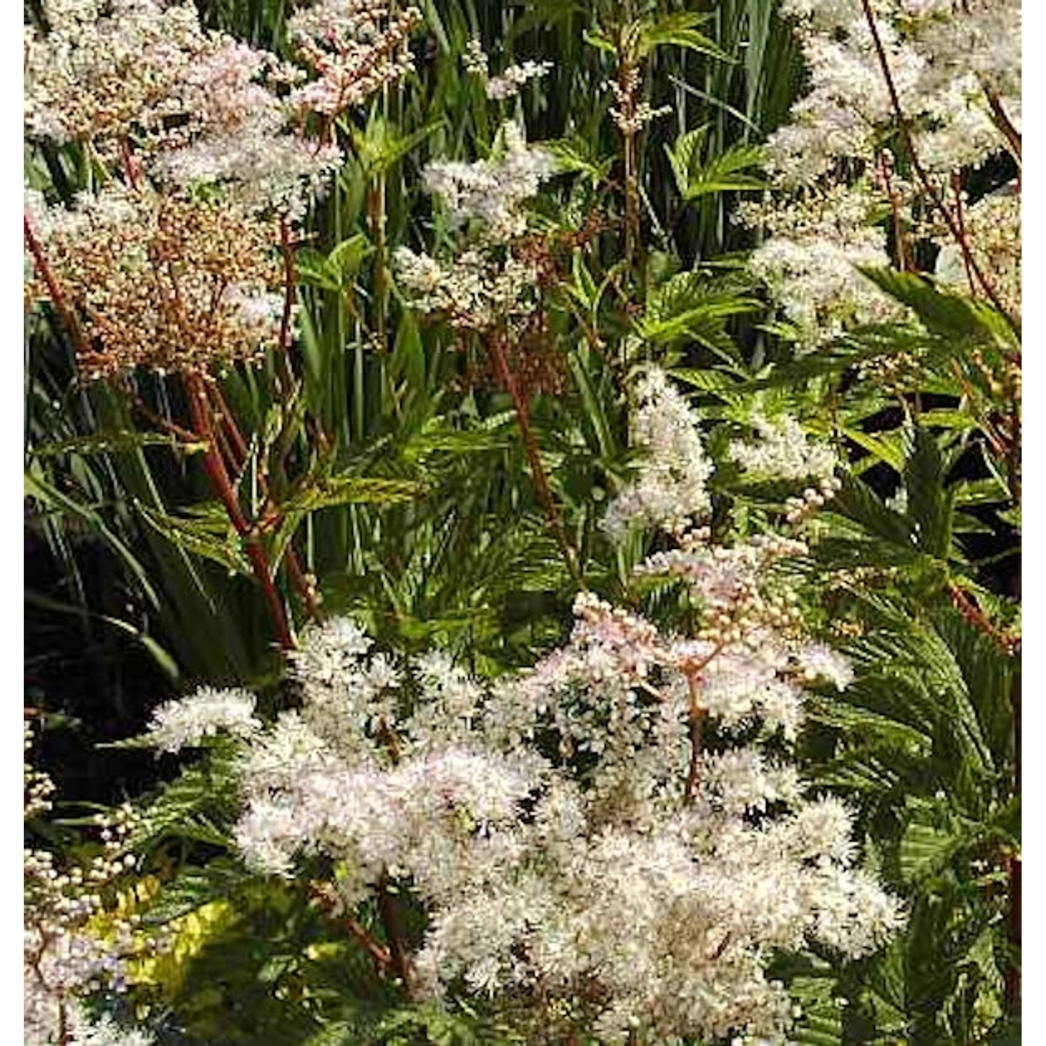 Mädesüß Elegans - Filipendula purpurea günstig online kaufen