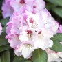 Nahaufnahme: Rosa Rhododendron Yakushimanum Nicoletta Blüte mit grünen Blättern.