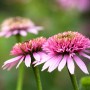 Nahaufnahme von purpurroten Echinacea Sonnenhut Blüten im Garten.