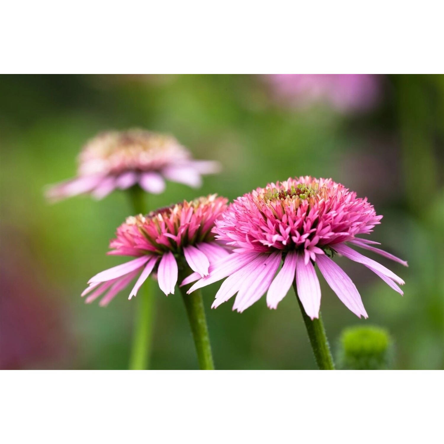Nahaufnahme von purpurroten Echinacea Sonnenhut Blüten im Garten.