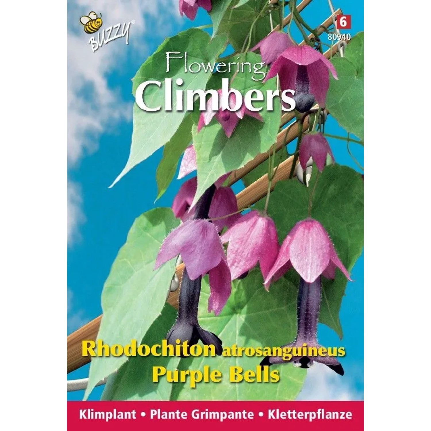Rhodochiton 'Purple Bells' Buzzy Climbing Flowers Samen Ca. 10 Samen Kletterpflanze