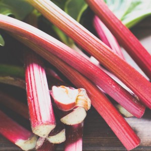 Frischer Rhabarber 'Suttons Seedless' mit roten Stielen, ideal zum Pflanzen im Garten.