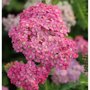 Nahaufnahme der rosa blühenden Schafgarbe 'Excel' (Achillea millefolium) im Garten.