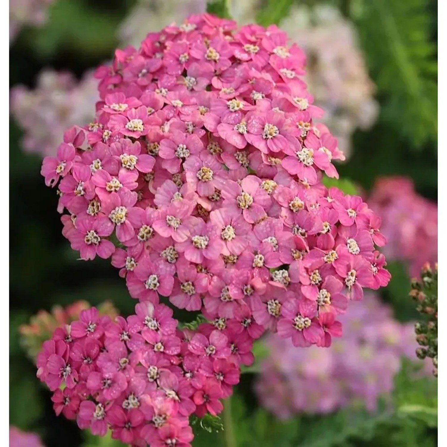 Schafgarbe Excel - Achillea millefolium