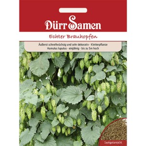 Dürr Samen Echter Brauhopfen Saatgut: Kletterpflanze mit grünen Hopfenblüten.