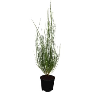 Besenginster (Cytisus) im Topf, ca. 20-30 cm hoch. Ginster für Kübel und Steingärten.