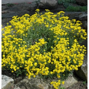 Blühendes Steinkraut Goldkugel (Aurinia saxatile) mit leuchtend gelben Blüten im Steingarten.
